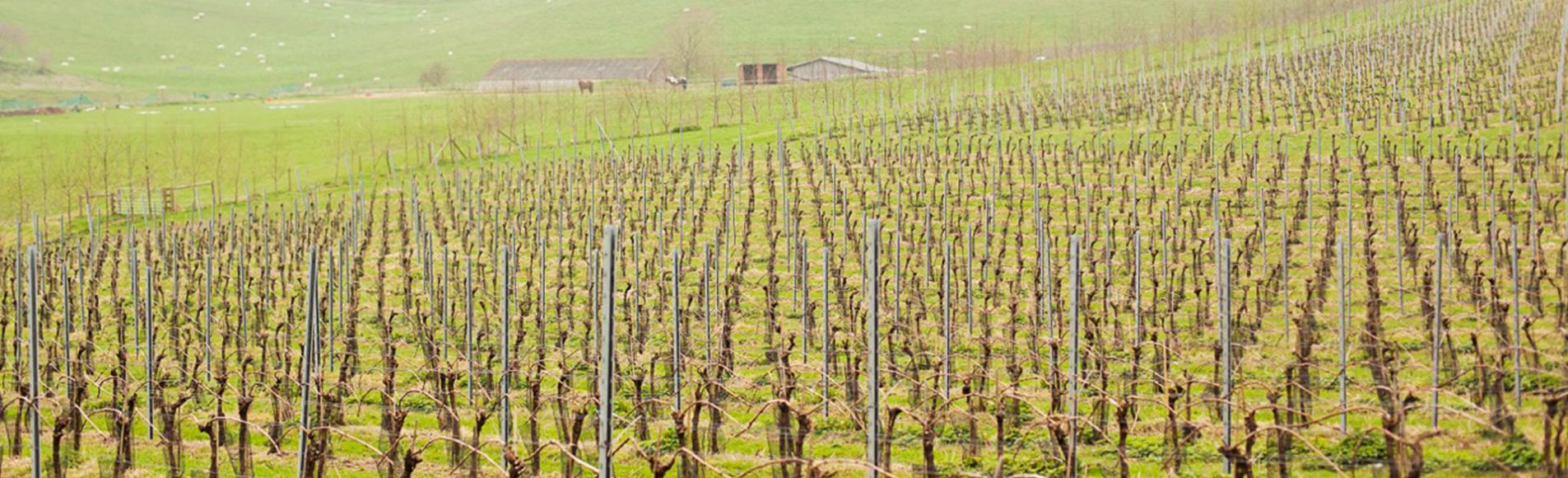 English vineyard